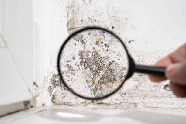 Best Commercial Mold Inspection  in Yosemite Lakes, CA